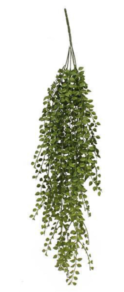 34” Hanging Tea Leaf Bush