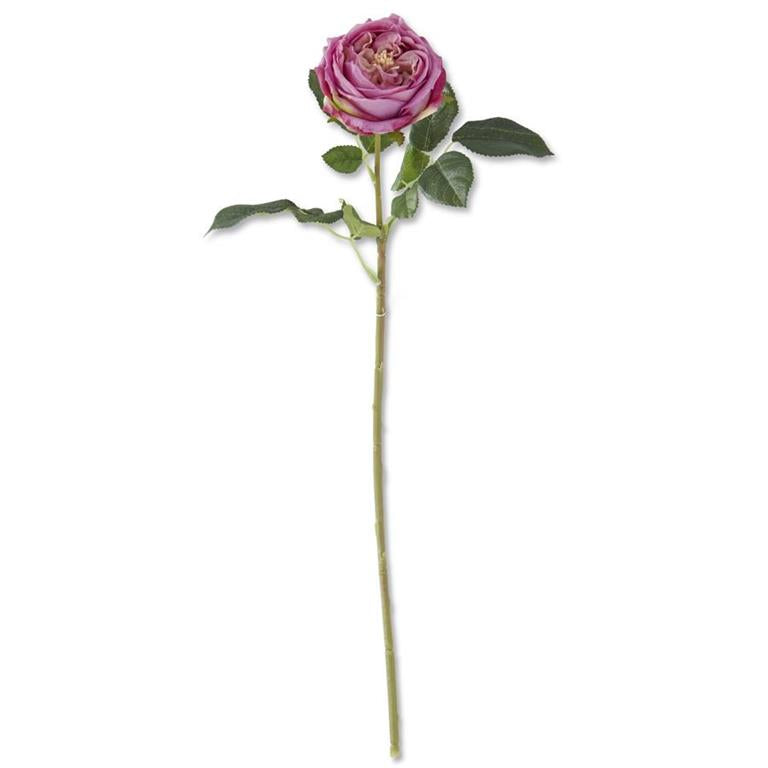 24 Inch Dark Purple Touch Austin Rose Stem