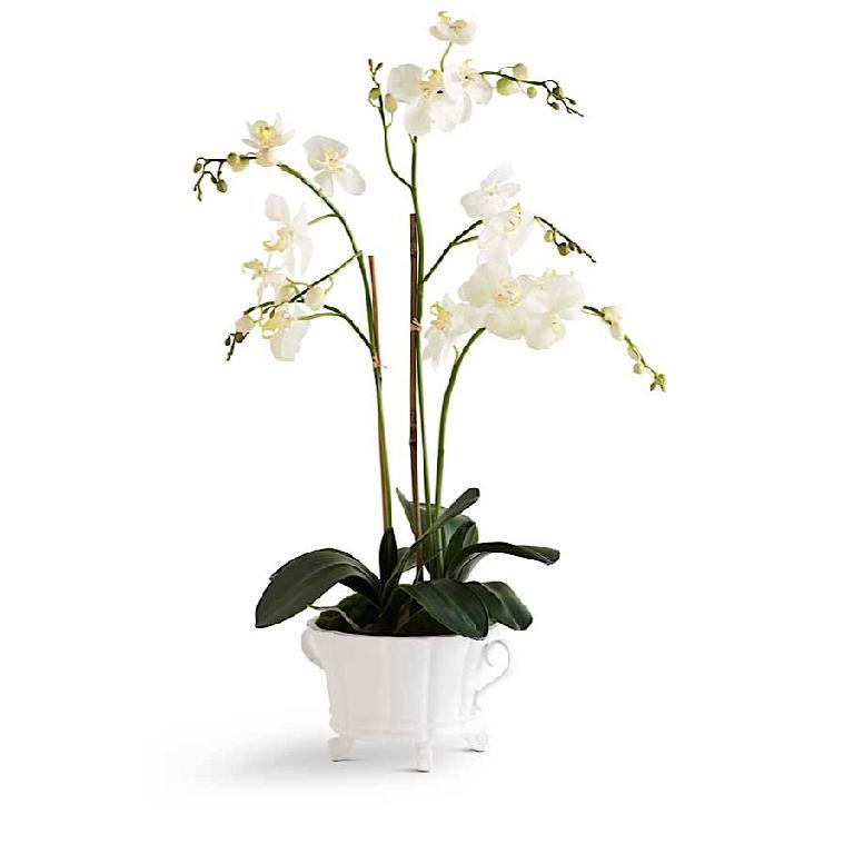 32 Inch White Orchid in 2 Handled White Dish