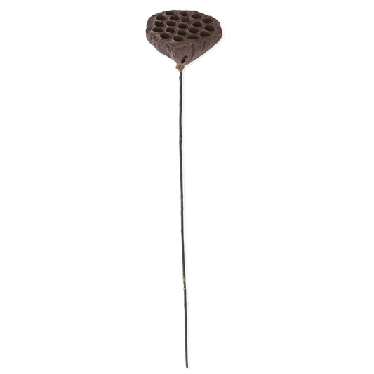 21" Brown Lotus Seedpod
