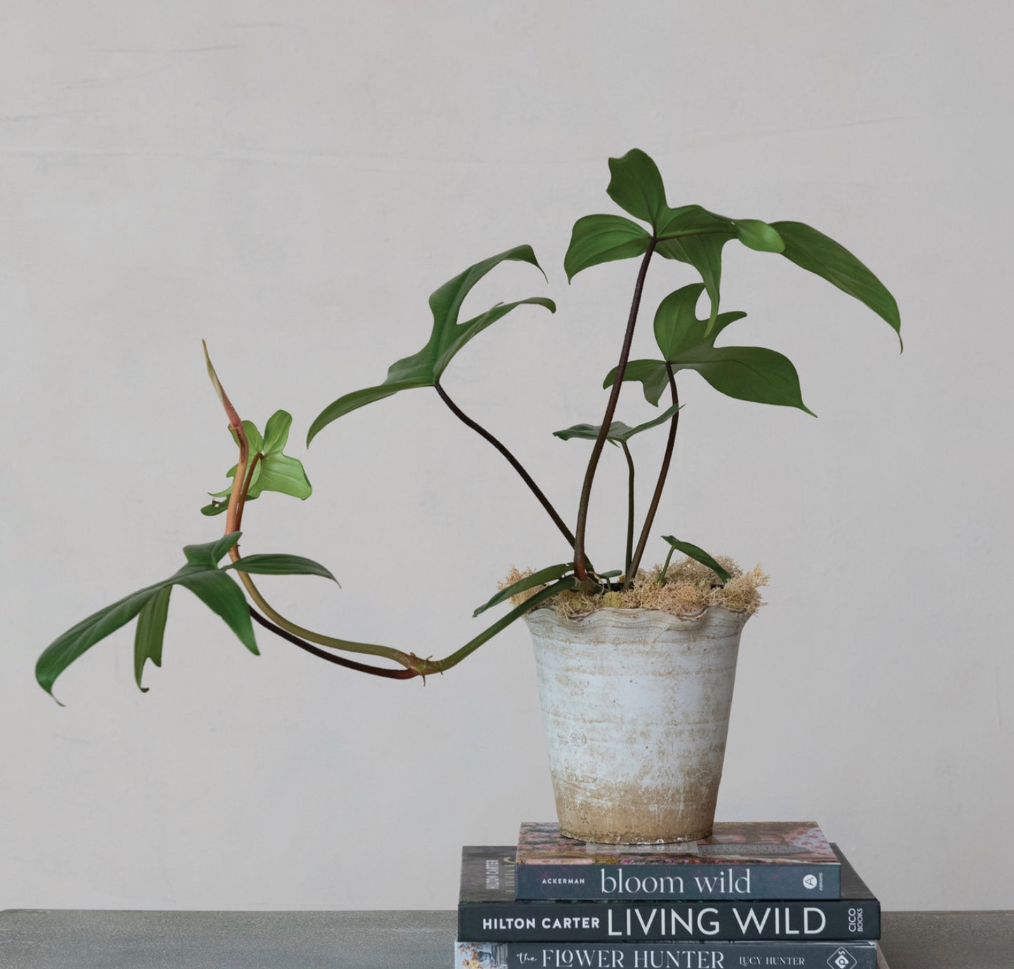 7”Rd x 7”H Terrain  Planter w Ruffled Edge, Natural