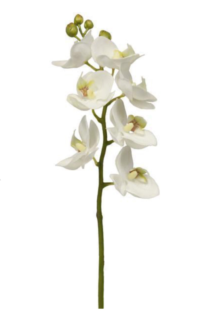 26”” Phalaenopsis Stem White