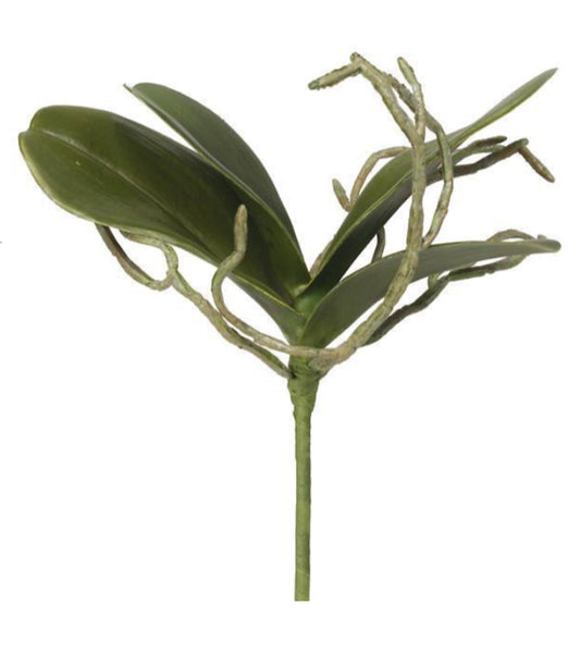 9” Bare Root Orchid Plant