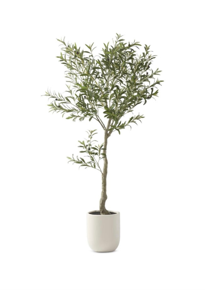 6.5 Foot Olive Tree in White Pot
