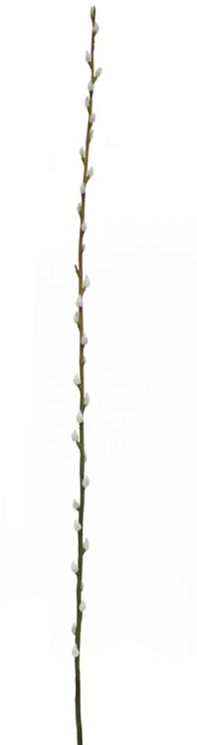 46" Pussy Willow Branch